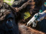 Nuevas reglas para el control de la garrapata bovina en el país