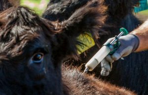 Nuevas reglas para el control de la garrapata bovina en el país