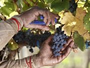 Financiamiento para el sector vitivinícola salteño