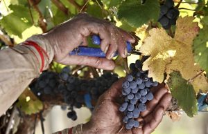 Financiamiento para el sector vitivinícola salteño