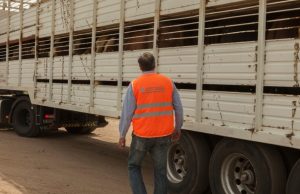 Brucelosis bovina: avances en trazabilidad con cambios en el DT-e