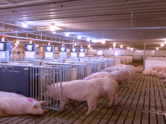 Sector porcino: sanidad, mercado y capitales