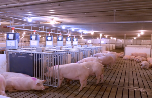 Sector porcino: sanidad, mercado y capitales