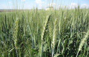 Campaña 2025/26: un año clave para la genética de trigo