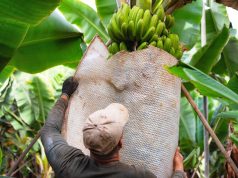 Banana: crece la preocupación en el NOA por los cambios sanitarios