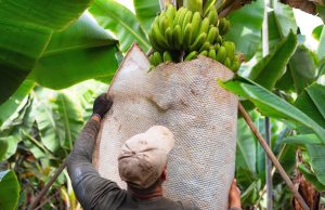 Banana: crece la preocupación en el NOA por los cambios sanitarios
