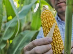 Maíz en el NOA: más tecnología frente a un escenario desafiante🔊