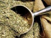 Las exportaciones de yerba mate crecieron 31,6% y ya superan al 2024