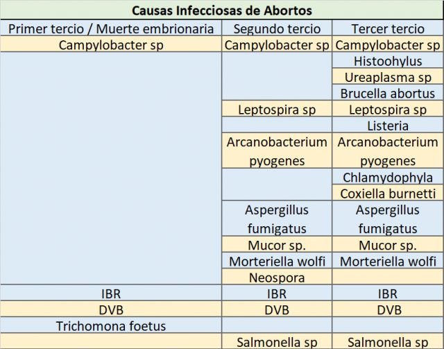Abortos en bovinos: generalidades | AgroNoa