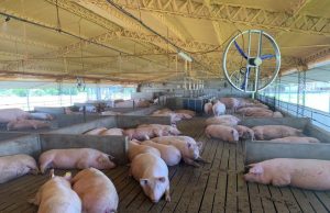 Avanza el financiamiento productivo para porcinos