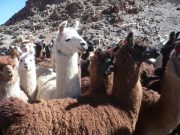 Jujuy apuesta a fortalecer la cadena de fibra de llama