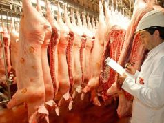 Fuerte avance de las exportaciones porcinas en el inicio de 2026