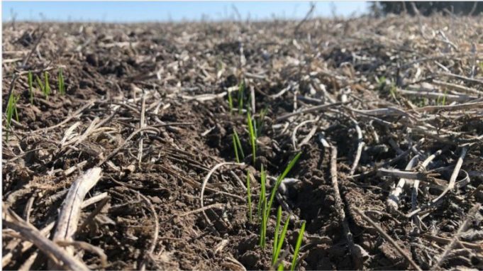 El trigo afectado por falta de humedad y heladas | AgroNoa