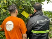 Refuerzan los controles contra el HLB en Tucumán