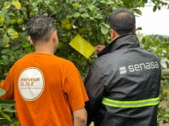 Refuerzan los controles contra el HLB en Tucumán