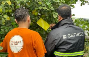 Refuerzan los controles contra el HLB en Tucumán