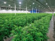 Cáñamo: regulan las licencias para producir y comercializar