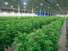 Cáñamo: regulan las licencias para producir y comercializar
