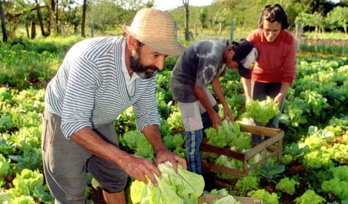 Crean Un Instituto Para La Agricultura Familiar Campesina E Indígena Agronoa 9142