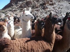 Jujuy: impulsan la competitividad de la producción camélida