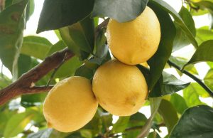 Cómo evoluciona la superficie citrícola en el NOA