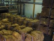 Comenzó el acopio de tabaco en Jujuy