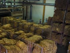 Comenzó el acopio de tabaco en Jujuy