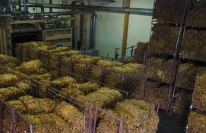 Comenzó el acopio de tabaco en Jujuy