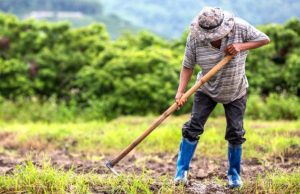 Animales silvestres y trabajo rural: nueva capacitación del Renatre