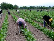 Salta: inició el pago del Intercosecha para el sector tabacalero