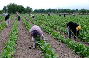 Salta: inició el pago del Intercosecha para el sector tabacalero