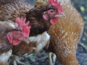 Nuevo caso de influenza aviar en aves reproductoras