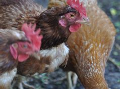 Nuevo caso de influenza aviar en aves reproductoras
