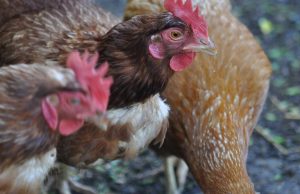 Nuevo caso de influenza aviar en aves reproductoras