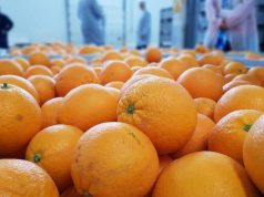Primer envío de naranjas argentinas a Ecuador
