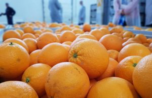Primer envío de naranjas argentinas a Ecuador