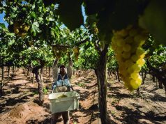 Comienza la cosecha 2026 en los Valles salteños