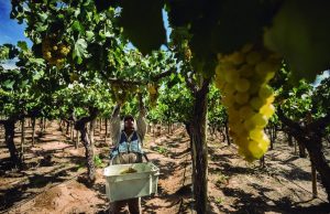 Comienza la cosecha 2026 en los Valles salteños