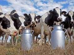 La lechería cerró 2025 con un fuerte repunte productivo