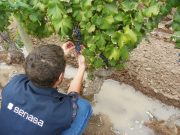 San Juan: activan la segunda alerta fitosanitaria contra la Lobesia