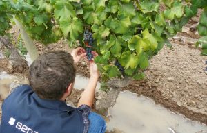 San Juan: activan la segunda alerta fitosanitaria contra la Lobesia