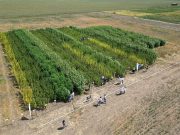 Santiago del Estero: avanzan los primeros desarrollos de cáñamo