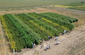 Santiago del Estero: avanzan los primeros desarrollos de cáñamo