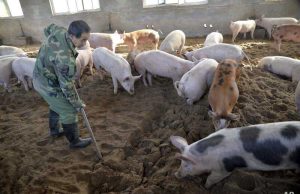 PPA: Argentina refuerza controles y limita importaciones