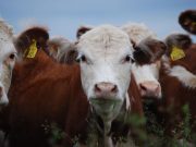 Senasa remarcó cinco ejes clave en prevención zoonótica