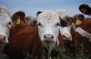 Senasa remarcó cinco ejes clave en prevención zoonótica