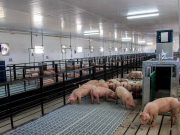 El consumo récord de carne porcina no garantiza rentabilidad de las granjas