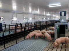 El consumo récord de carne porcina no garantiza rentabilidad de las granjas