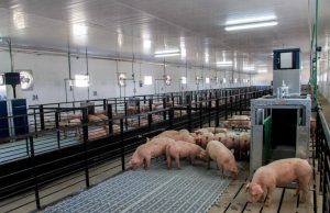 El consumo récord de carne porcina no garantiza rentabilidad de las granjas