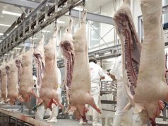 Récord histórico en faena y producción porcina durante el 2025